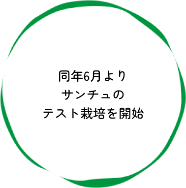 同年6月よりサンチュのテスト栽培を開始